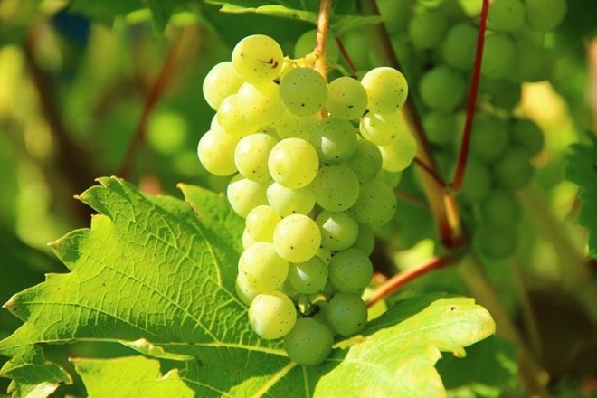 Na Siciliji so vino pili že pred 6000 leti
