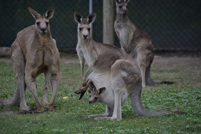 Avstralce spodbujajo, naj za kosilo jedo kenguruje