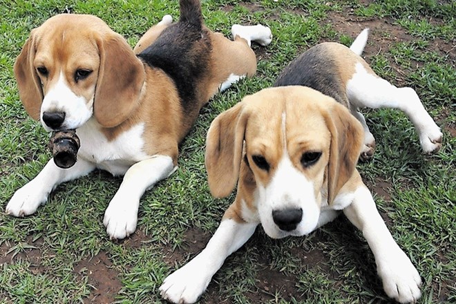 Za pasmo beagle so se kitajski znanstveniki odločili, ker imajo ti psi že po naravi bolj izostren vonj.