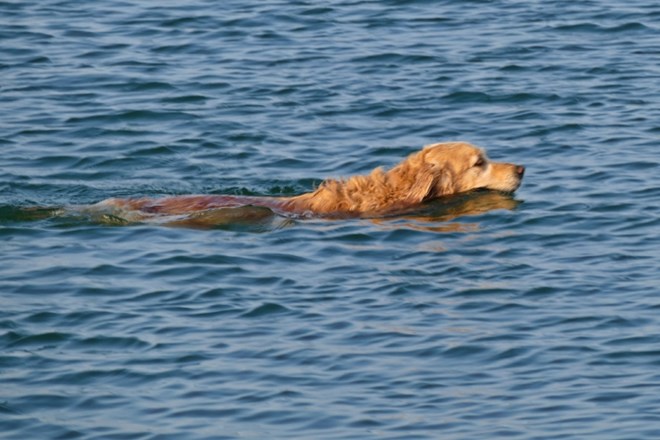 Reševanje psa, ki ga je veter odpihnil na odprto morje