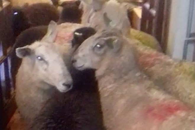 Nadobudni pastirski kuža ovce namesto v ogrado odgnal v kuhinjo