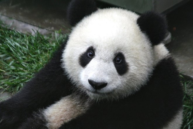 Oskrbniki nemškega živalskega vrta želijo pandino slabo hojo odpraviti s seksom