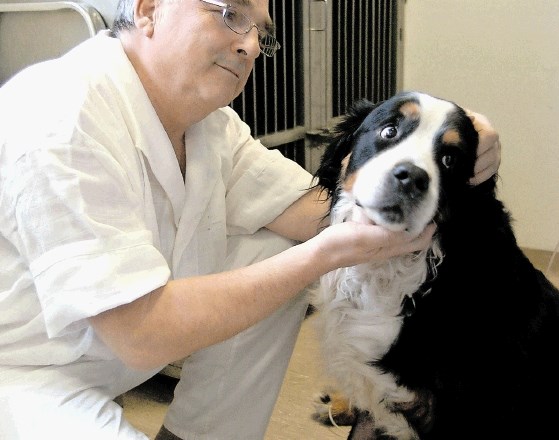 Psa pred obiskom pri veterinarju navadite tudi na dotike na občutljivejših predelih telesa, kot so tačke, oči in gobček.