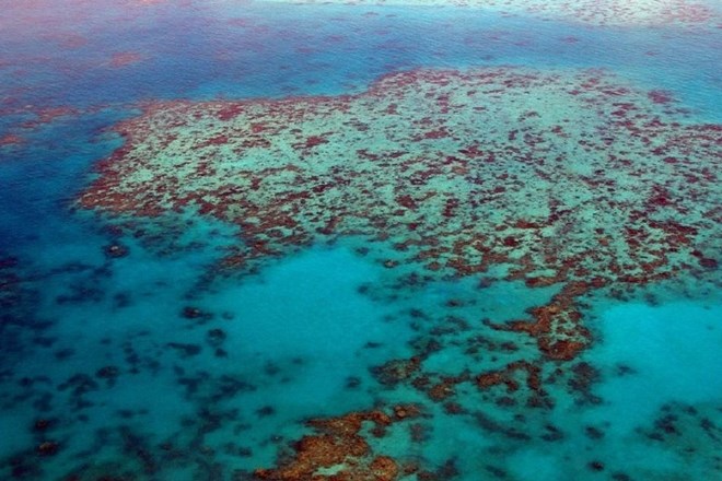 Veliki koralni greben v Avstraliji.