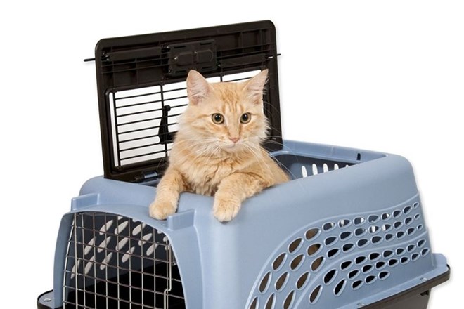 Transporter lahko mačka dojema tudi kot varno okolje in udobno ležišče, le navaditi jo je treba nanj.