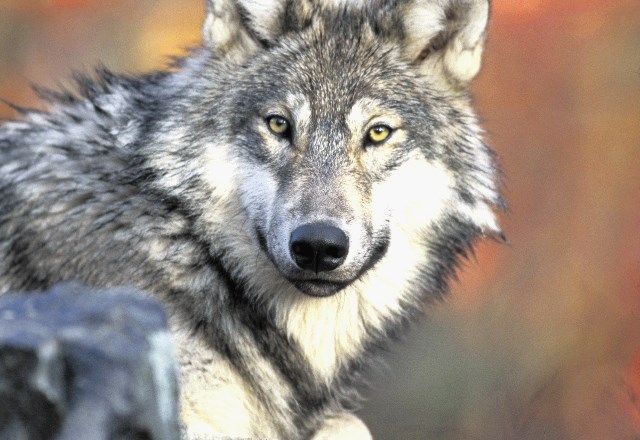 Volkovi napadajo na robu Trnovskega gozda, domačini zahtevajo njihov odstrel