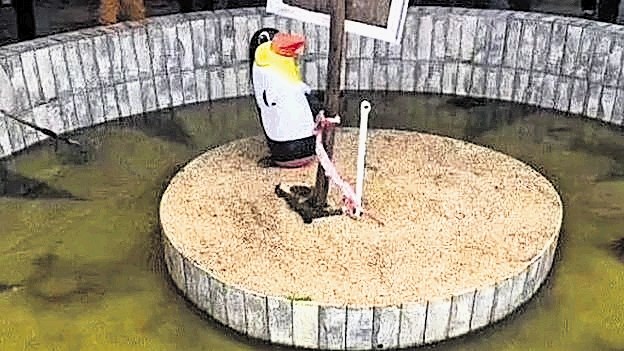 Živalski vrt z napihljivimi pingvini