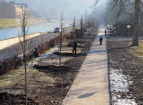 Nov drevored v celjskem mestnem parku bodo odslej krasili lipovci namesto kostanjev.