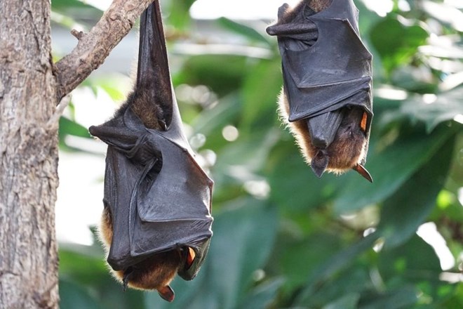 Avstralsko mesto preplavilo več sto tisoč orjaških netopirjev