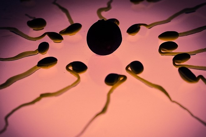 Spermiji kemoterapevtsko zdravilo ponesli čisto do rakavih celic