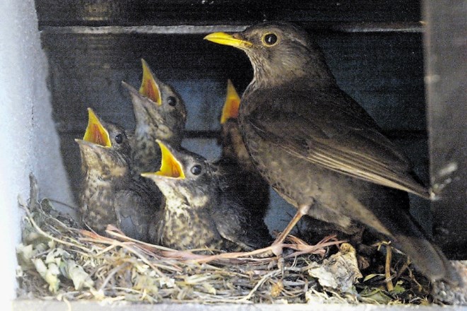 Na območju Tivolija skrbijo za hranjenje ptic čez zimo delavci Snage.