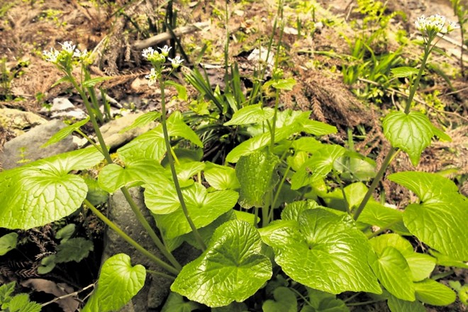 Rastlina vasabija zahteva stalno vlago in senco.