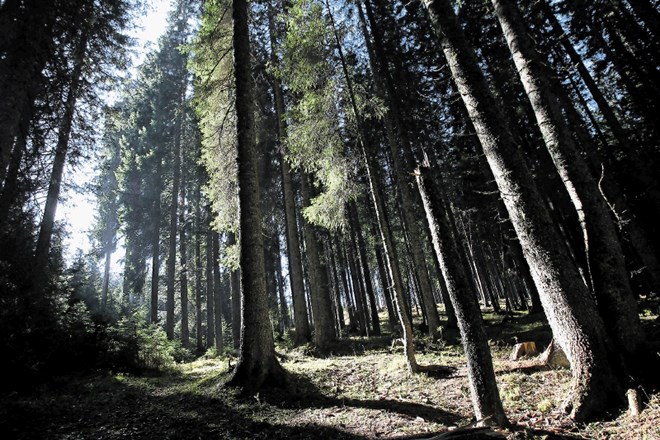 Samo ena gozdarska denacionalizacijska tožba Nadškofije Ljubljana bo davkoplačevalce stala skoraj trideset milijonov evrov....