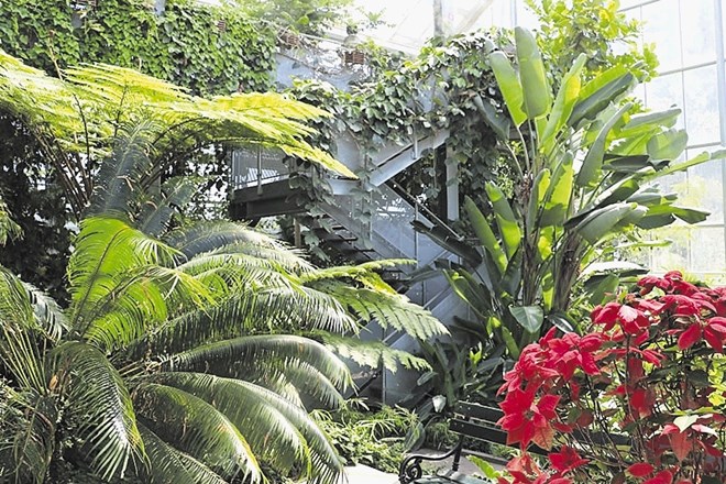 Uporabne tropske rastline