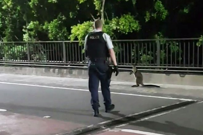 #video Avstralski policisti na lovu za valabijem na jutranjem teku
