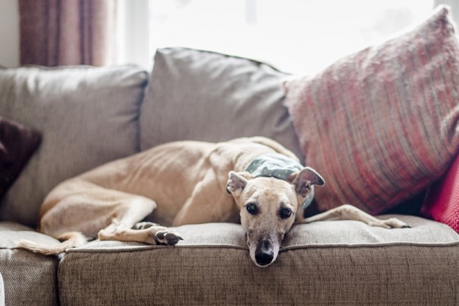 Najboljše pasme psov za stanovanje: mirni velikani, ki obožujejo lenarjenje  
