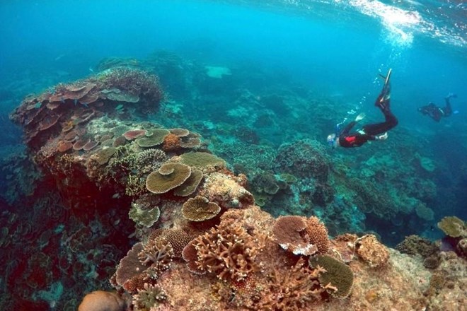 Avstralija znanstvenikom, inovatorjem, podjetnikom ponuja denar za reševanje Velikega koralnega grebena