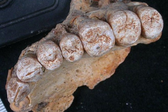 V Izraelu našli najstarejše človeške ostanke izven Afrike