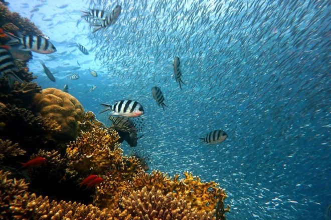 Koralni grebeni so pokopani pod več kot 11 milijardami kosov plastičnih odpadkov 