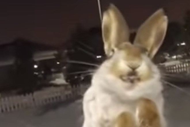 #video Kazahstance na ulicah zaradi polarnega mraza pričakale zmrznjene živali 