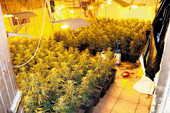 Policisti so v hišnih preiskavah zasegli 1452 sadik konoplje, iz katere bi lahko pridelali okoli 50 kilogramov posušene...
