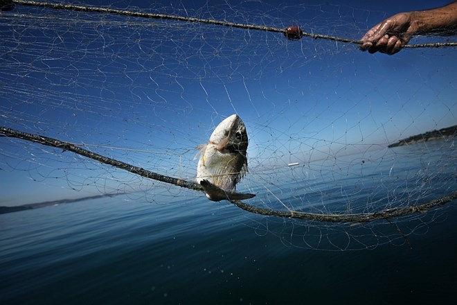 Ribiči niso odgovorni za im plementacijo arbitražne  odločbe