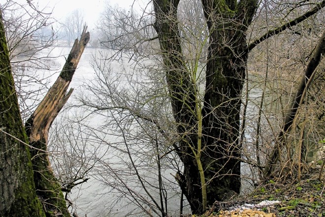 Sprehajalec je del človeške roke našel ob narasli Ljubljanici, po obsežnejših padavinah sredi lanskega decembra.