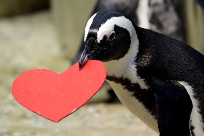 Kitajske oblasti zabičale svojim državljanom: Na Antarktiki se ne dotikajte pingvinov
