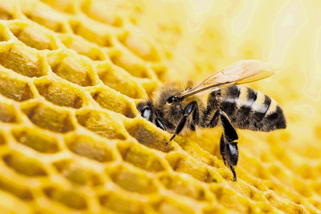 Čebelarji postajajo ekološka vest Evrope