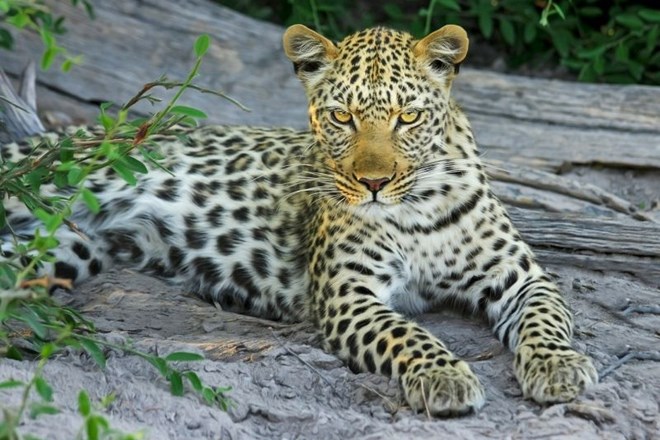 Leopardi, vsaj na nekaterih območjih po svetu, niso zgolj grožnja človeku.
