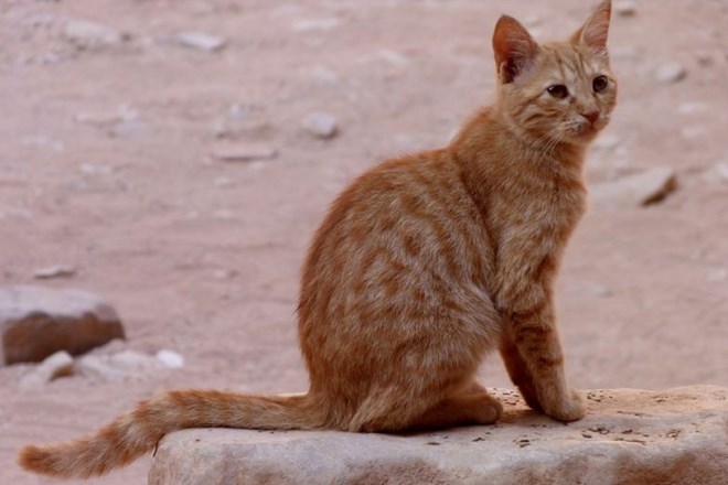 Na Cipru enkrat več mačk kot ljudi