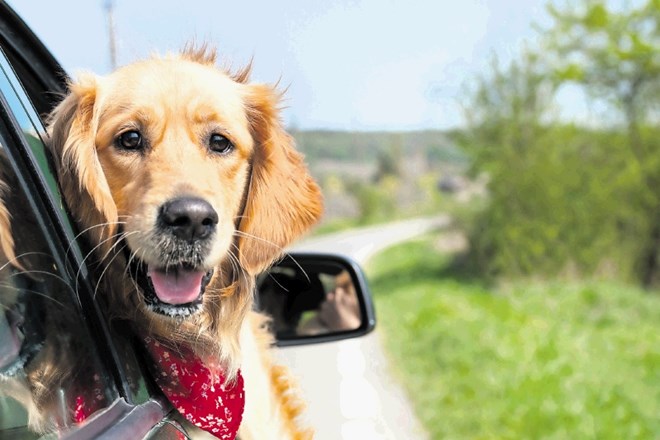 Vse več lastnikov psov potovalne navade in sam cilj prilagodi prav kosmatincu.