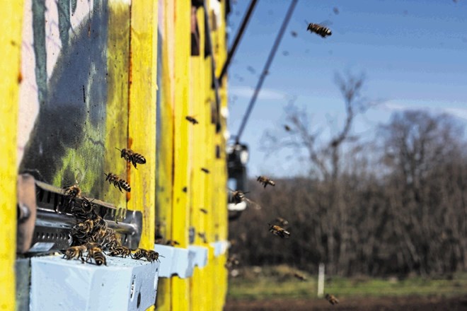 Nadzor nad uporabo zdravil v čebeljih družinah opravlja Uprava za varno hrano, veterinarstvo in varstvo rastlin. Lani so...