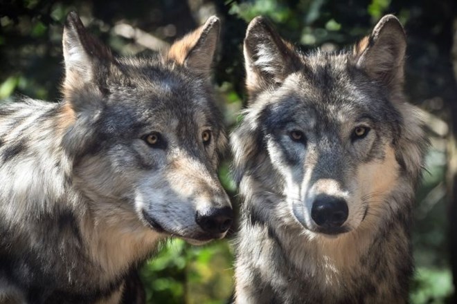 Danes 72 let starega Španca so vzgojili volkovi.