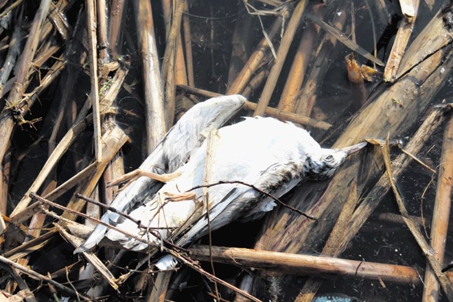 Ornitologi so ob Ptujskem jezeru našteli približno sto dvajset mrtvih ptic, a se bojijo, da je ta številka precej višja.