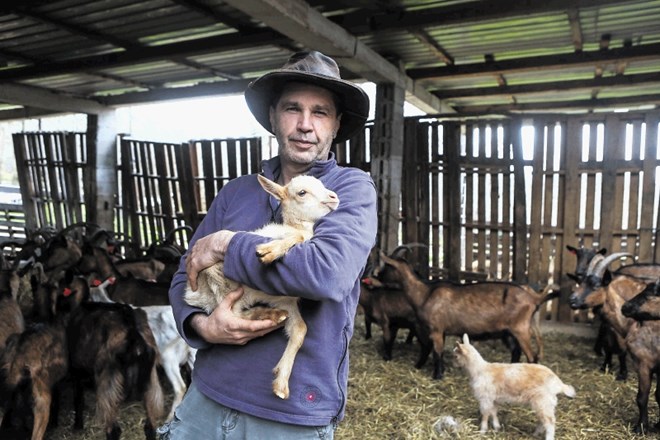 Aleš Winkler ima 250 koz, na katere pazi  šest  maremsko-abruških ovčarjev.  Hranijo se na zemlji, na kateri uspeva več kot...