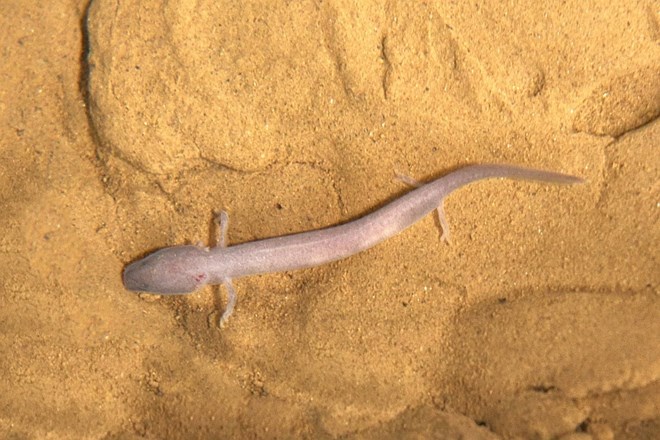 Človeška ribica, ki je poznana tudi kot močeril ali proteus, je največja izključno jamska žival na svetu.
