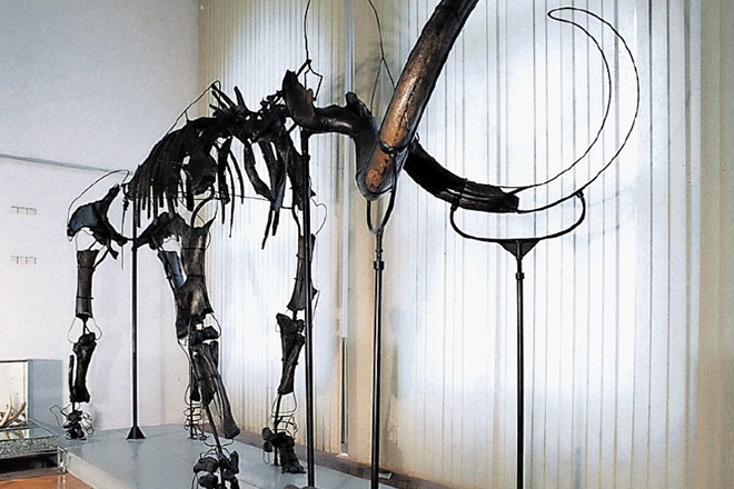 80 let neveljskega mamuta