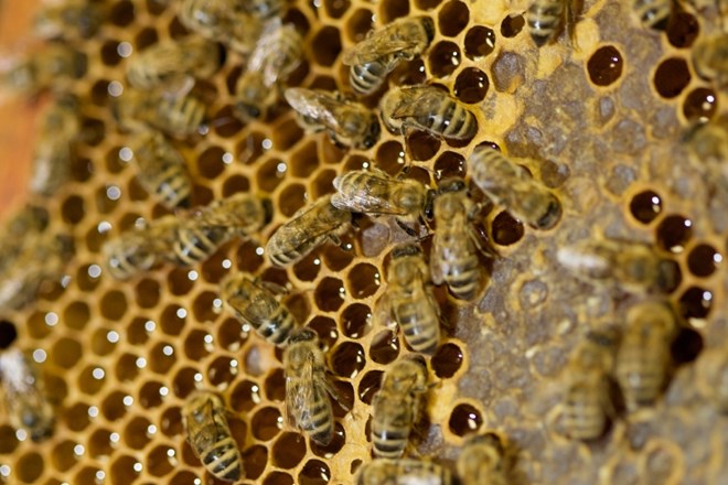 Čebelarji z obeh strani meje za skupno zaščito istrskega medu