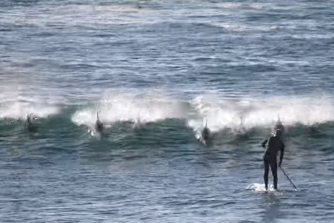 #video Delfin ga je elegantno zbil s surfa 
