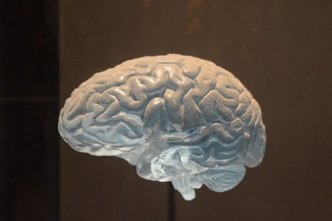 Človeški možgani po smrti živijo še naprej 