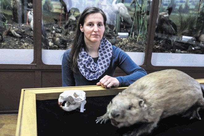 Mojca Jernejc Kodrič iz Prirodoslovnega muzeja pravi, da je na začetku 20. stoletja v Evropi živelo le še okoli 700 bobrov,...