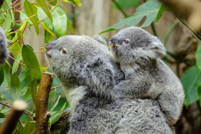 Avstralija z milijoni za zaščito ogroženih koal
