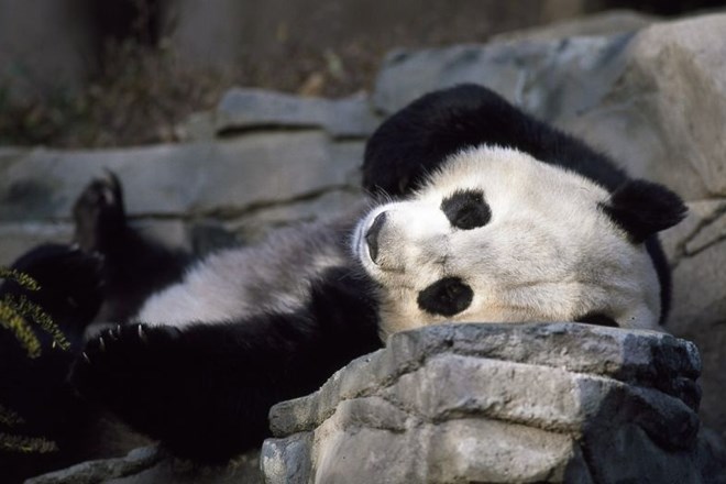 Zakaj nekaterim pandam izginjajo črni kolobarji okoli oči?