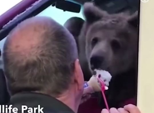 #video Živalski vrt v težavah zaradi posnetkov medveda, ki v Dairy Queenu je sladoled  