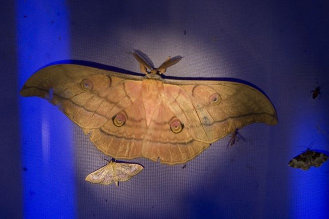 Noč metuljev v Kozjanskem parku