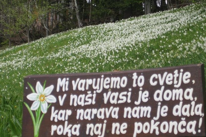 Travnik na Planini pod Golico