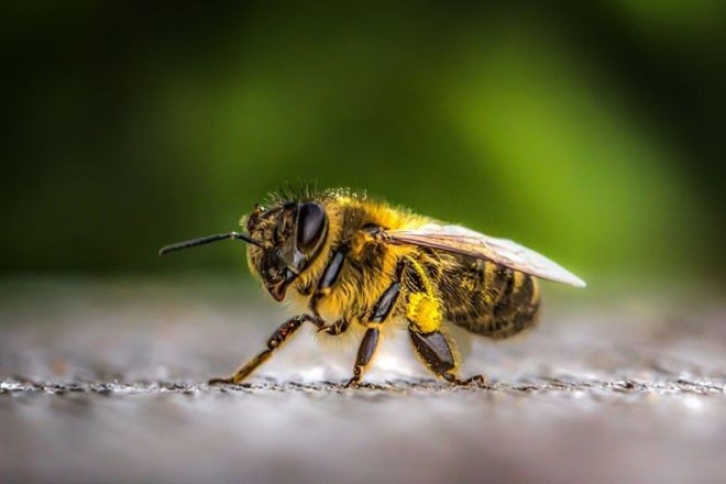 Kaj lahko za ohranitev čebel storimo sami?