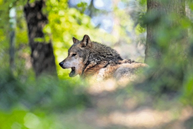 Po nekaterih ocenah pri nas živi od pet do šest tropov volkov, kar pomeni okoli 60 živali.
