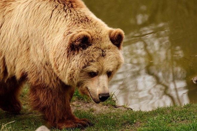 V francoskih Pirenejih kmete razburjajo slovenski medvedi